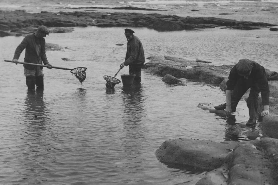 Збирачі вугілля працюють на морському узбережжі в північній Англії. Фото зроблене 1939 року, однак методи збору не змінюються століттями.