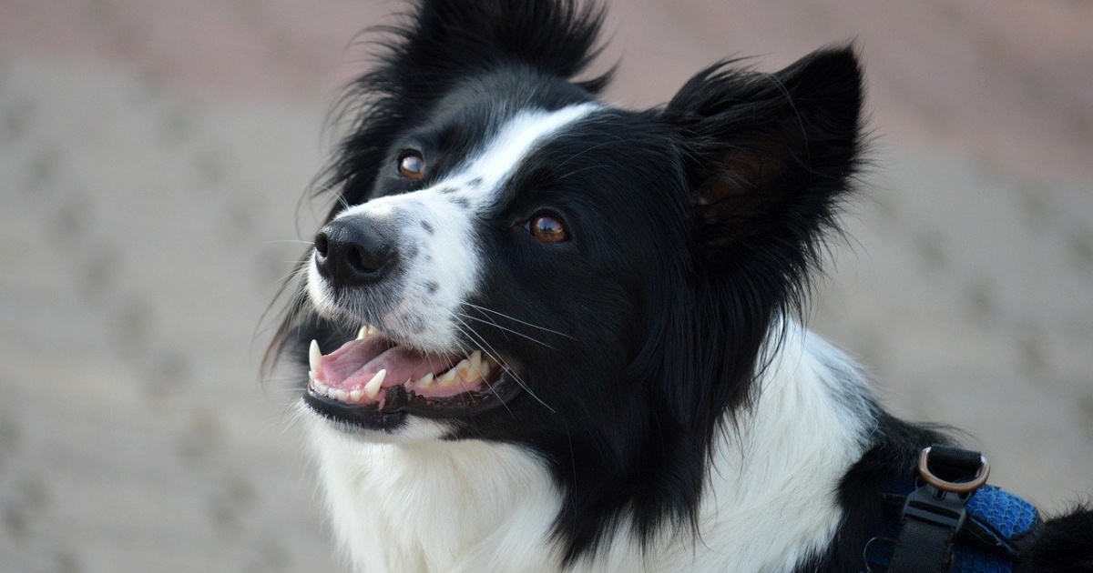 Pets cannot be used in advertising and their tails and claws cannot be cut without indications — the Verkhovna Rada passed a law