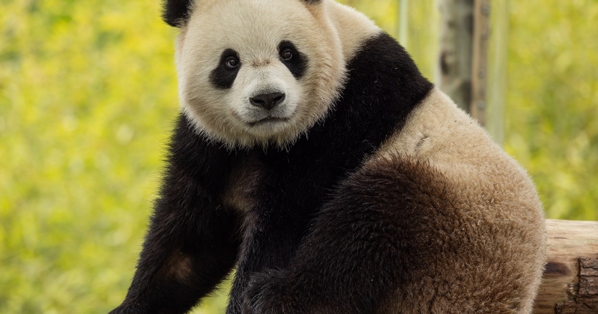 China resumes “panda diplomacy”. Ping Ping and Fu Shuang will come to a US zoo