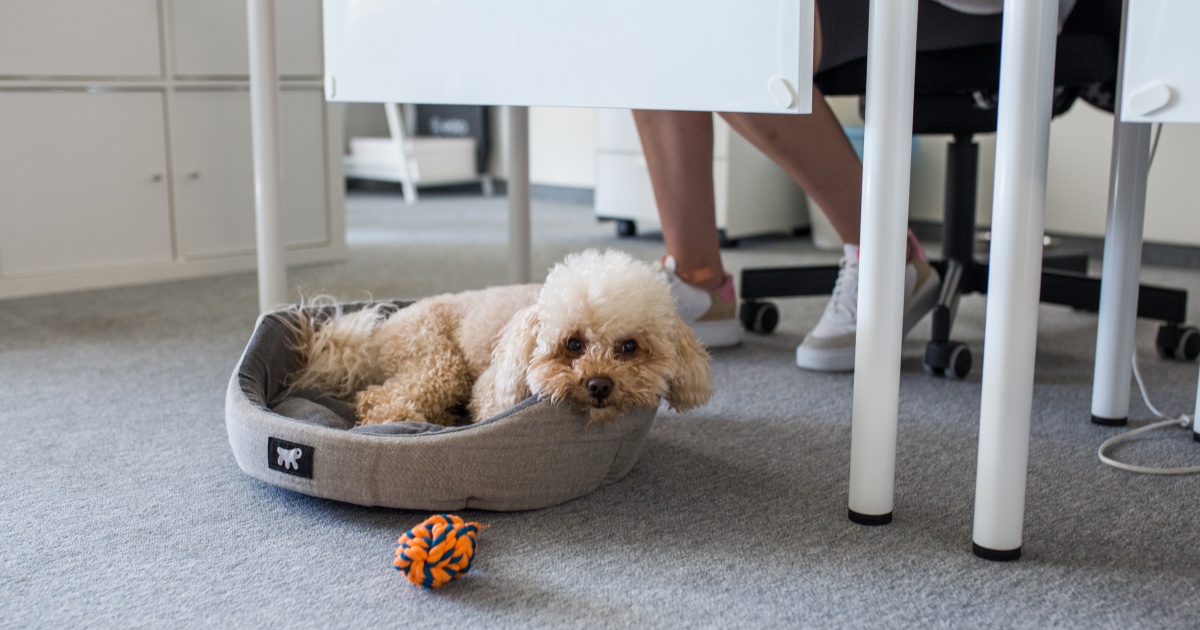 Veterinarian advice — hotline for pets