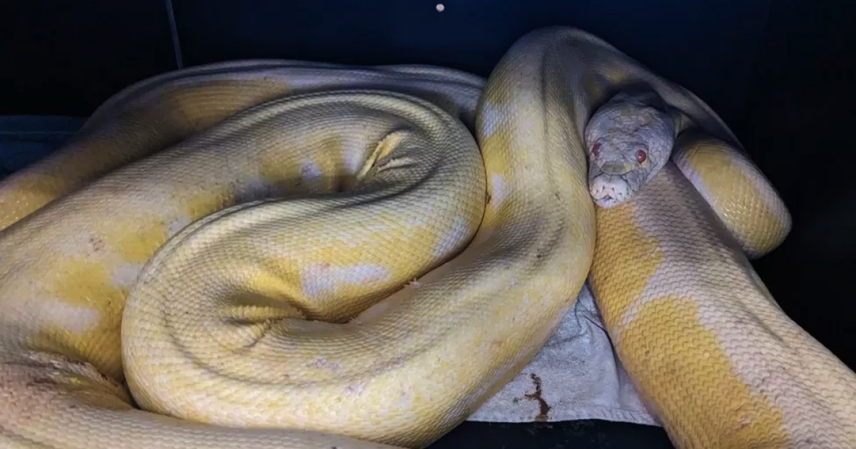У США пітон воззʼєднався із власником після 5 місяців подорожі Техасом