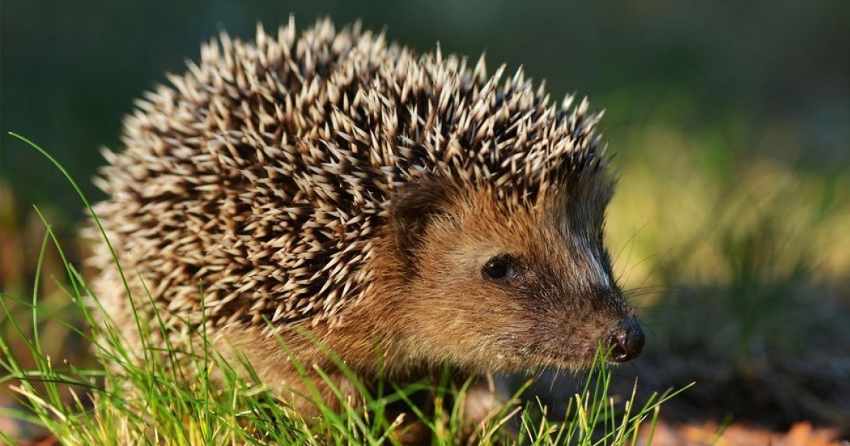 Hedgehogs can become extinct due to human activities