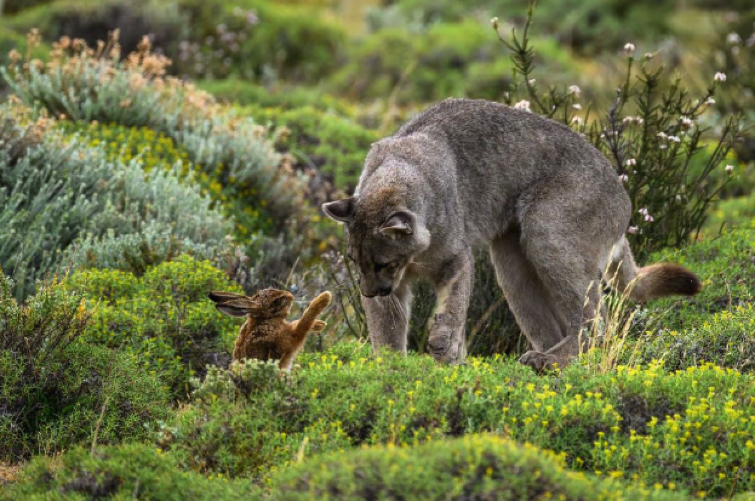 Tragamonedas de la naturaleza