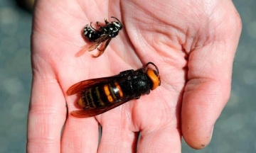 The largest “killer hornets” in the world were exterminated in the US