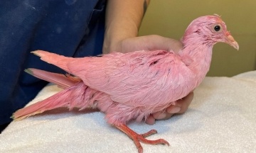 У США врятували голуба, якого пофарбували в рожевий колір для гендер-паті