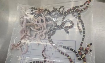 У Китаї чоловіка впіймали на контрабанді — він віз у штанях понад 100 живих змій