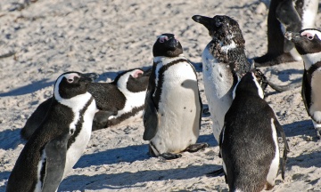 African penguins are one step away from extinction in the wild