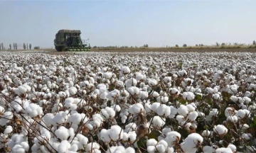 Parliament passed the law on cotton. It is needed for the production of gunpowder
