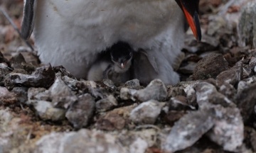 The first baby penguins were born at the Ukrainian station “Akademik Vernadskyi”