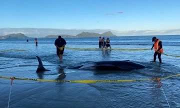 More than 30 whales washed ashore were rescued in New Zealand