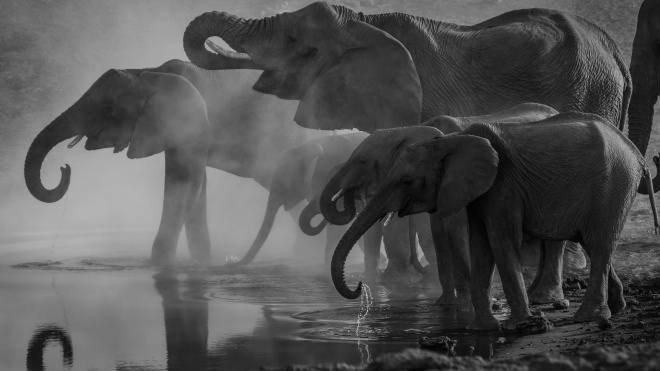У Камеруні спраглі слони затоптали щонайменше двох людей