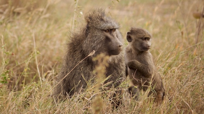 У ПАР самки бабуїнів припинили відвідувати місто після пологів