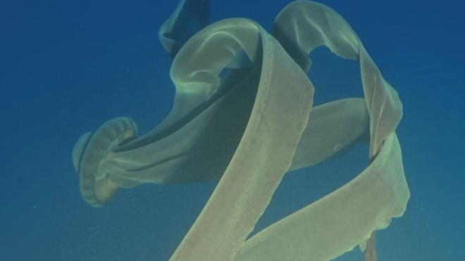 Біля берегів Антарктиди зафільмували рідкісну гігантську медузу. Зазвичай вона ховається на глибині