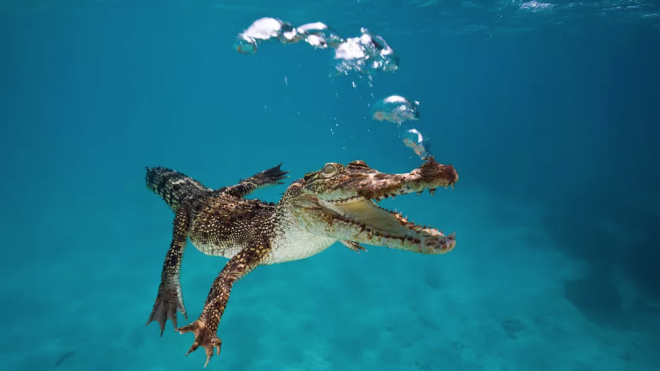 В Австралії чоловік вивільнив власну голову з пащі крокодила