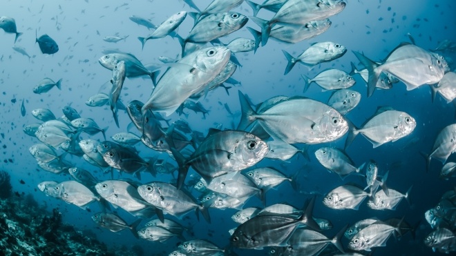 Дослідження: Через кліматичні зміни риби мігрують до полюсів