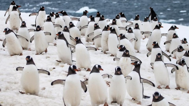 Пінгвіни захоплюють острів українських полярників в Антарктиді. Чи є загроза для науковців?