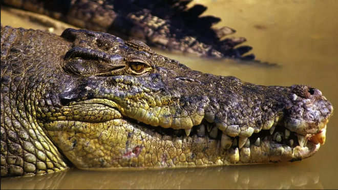 В Австралії тіло зниклого рибалки знайшли всередині крокодила