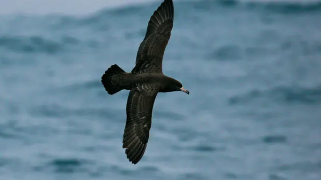 У морських птахів виявили нове захворювання. Його спричиняє пластик