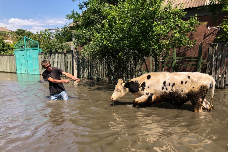 Not only people, but also animals become victims of floods.
