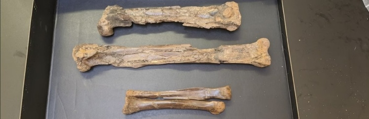 Кістки динозавра, які досліджував Кайл Аткінс-Велтман.