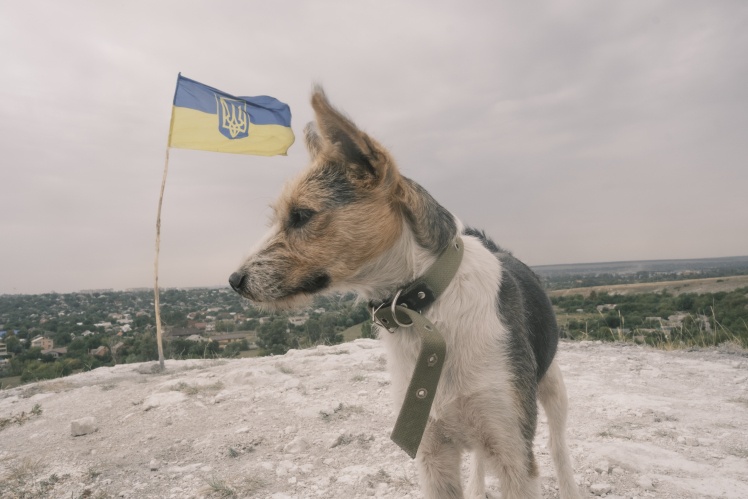 Цуценя на вершині однієї з крейдяних гір.