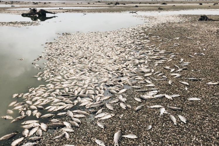 Remains of fish that died due to a drop in the water level in the Kakhovka Reservoir after the dam was blown up.