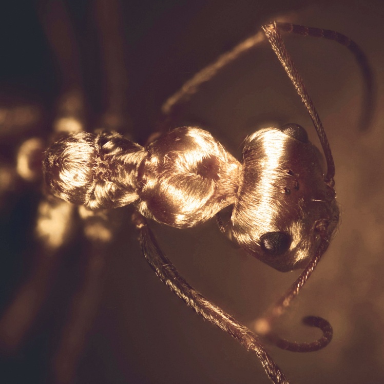 Срібляста мураха під мікроскопом.