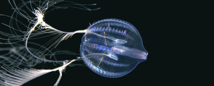 Морський агрус — це найвідоміша гребінчаста медуза.