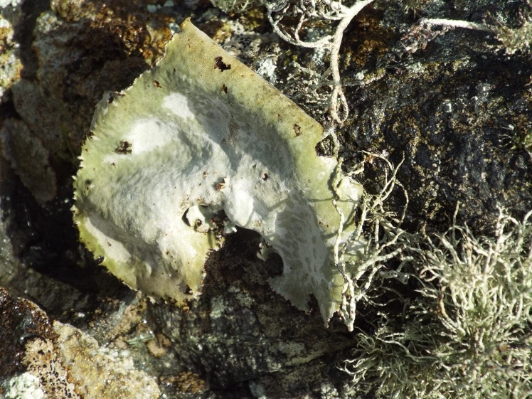 Antarctic donkeyʼs ear (U. antarctica).