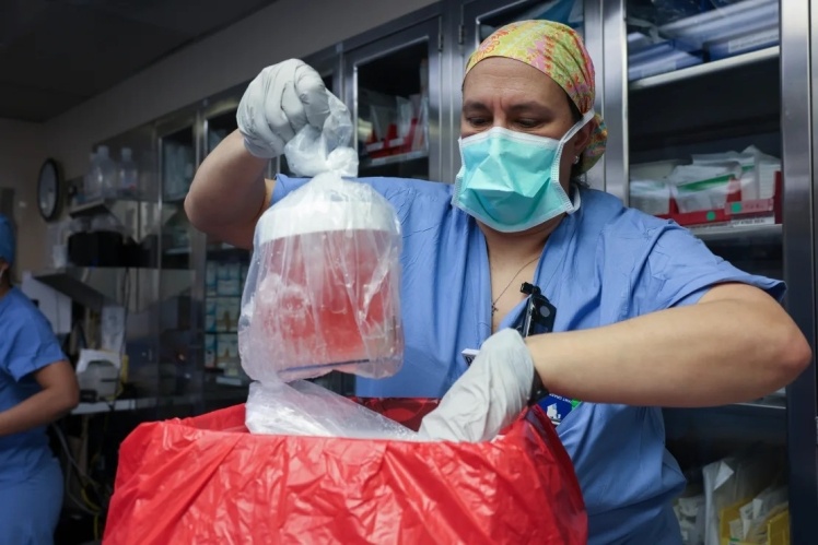 Медсестра Массачусетської лікарні дістає свинячу нирку, щоб підготувати орган до трансплантації.