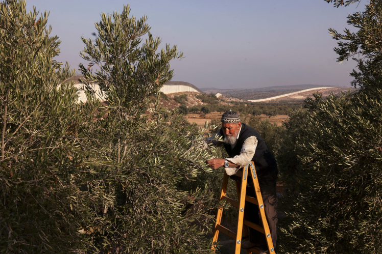 Palestinians pick olives in a field near the wall in the village of Beit Avva, west of the city of Hebron.