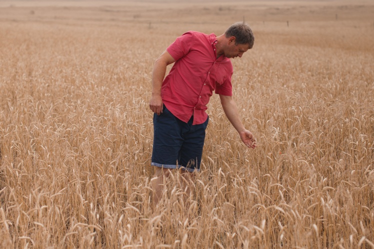 Врожай 2023 року в Олександра — лише пшениця.  Посіяв 50 гектарів ще під час окупації.