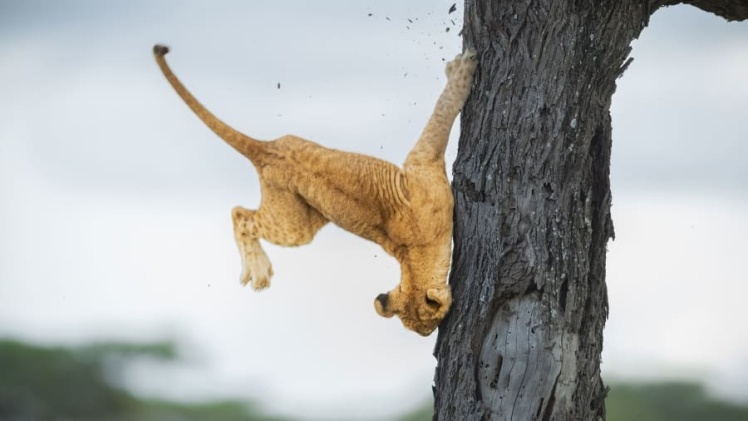Левеня на дереві у Танзанії. Автор: Дженніфер Хедлі.