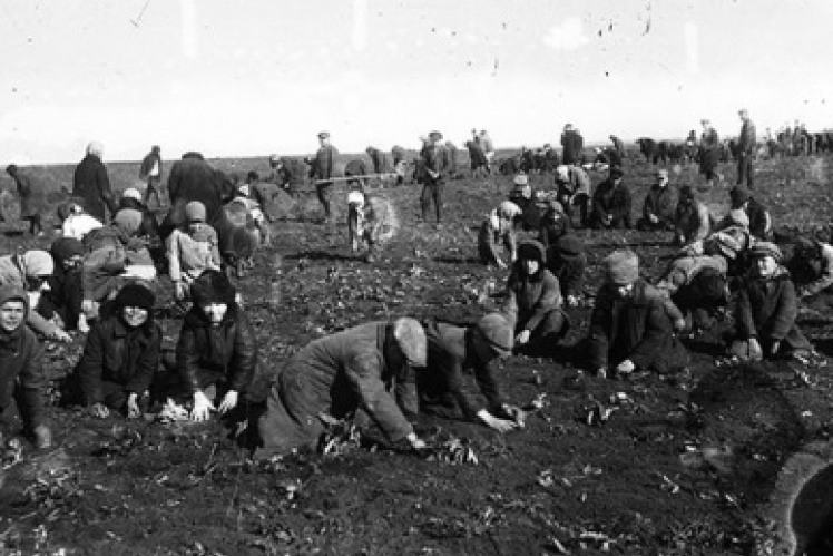Children collect frozen potatoes on a collective farm field, Udachne village, the Donetsk region, 1933.