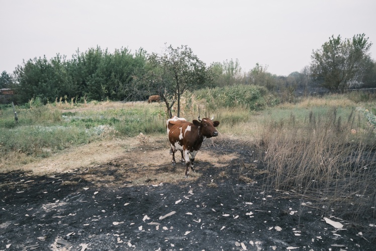 A cow that survived the fire.