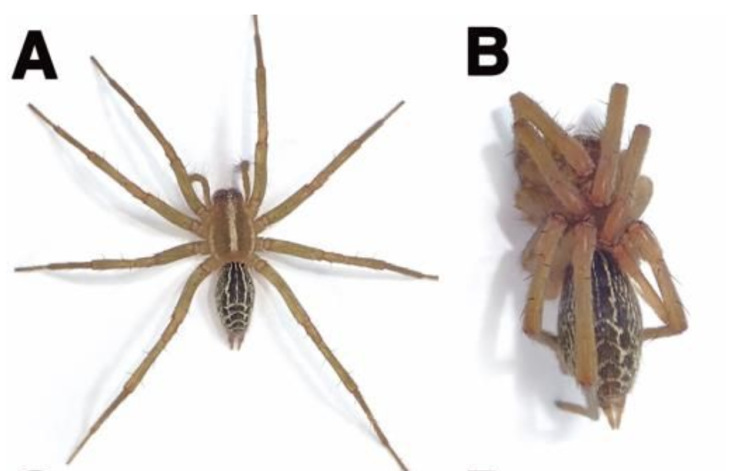 Самки павуків виду&nbsp;A. aculeata&nbsp;у стані спокою та статевої каталепсії