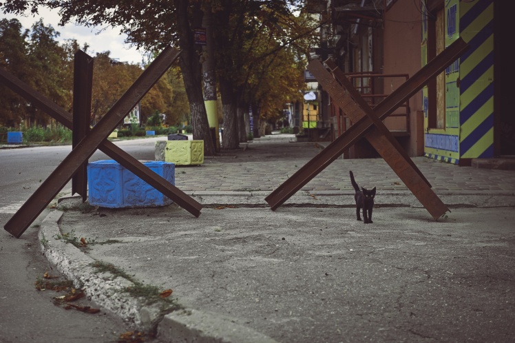 The city streets are empty. But there are many stray animals.