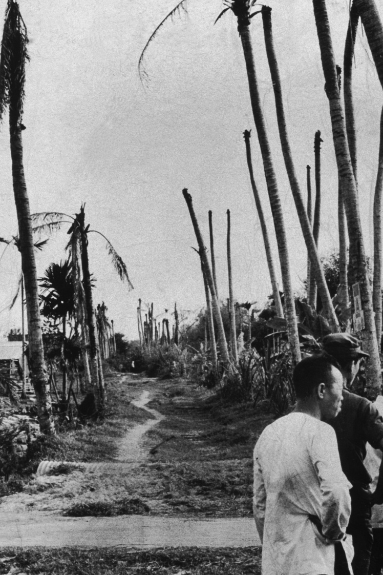 This is what palm trees destroyed by herbicides looked like.