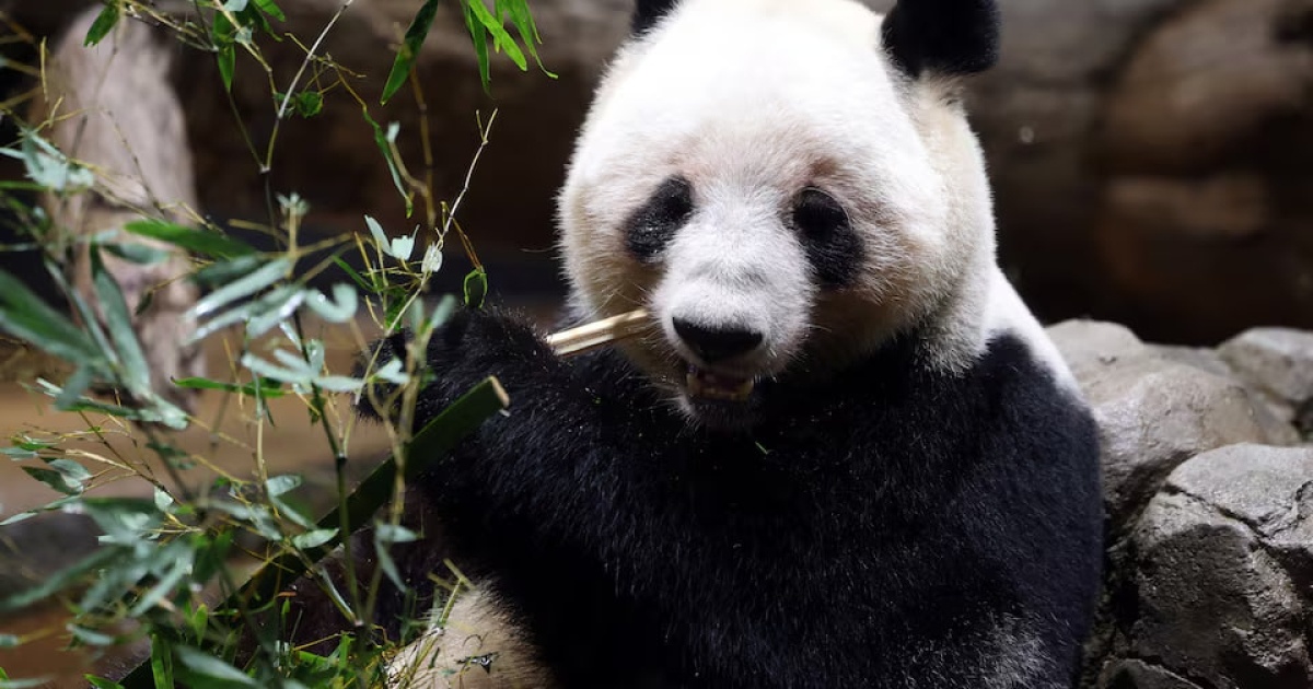 Japanʼs last pandas return to China as relations between the countries sour