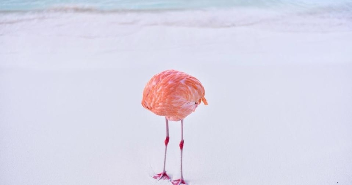 Qattiq mushuk ichida juda qalin Dick