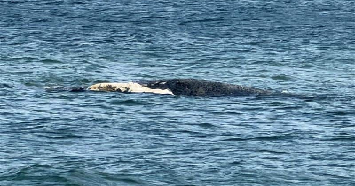 Whale body found off Danish coast. Researchers say it could be Timmy