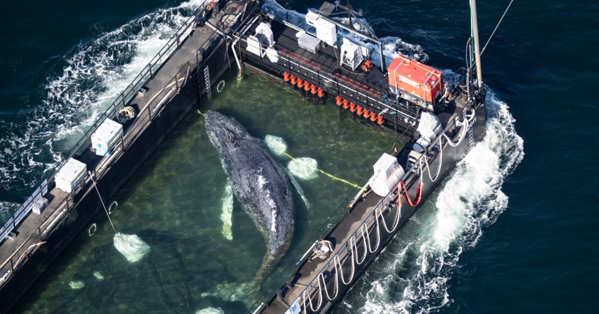 The humpback whale Timmy, who has been stranded several times in the Baltic, has finally swam into the North Sea