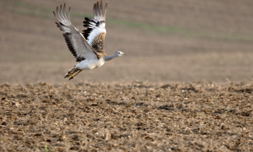 A military helicopter was shot down by an unknown target in Poland, but it was a flock of birds