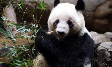 Japanʼs last pandas return to China as relations between the countries sour