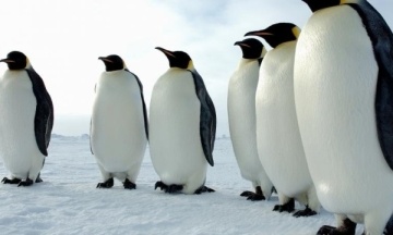 The population of emperor penguins in Antarctica has declined sharply — they will be close to extinction by the end of the century