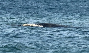 The Whale Timmy dies. A GPS tracker found on him