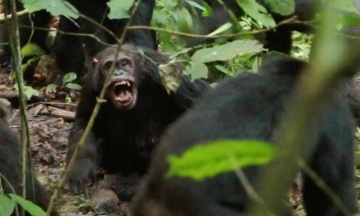 Група шимпанзе в Уганді майже 10 років вела «громадянську війну». Вчені зʼясували, як до цього дійшло