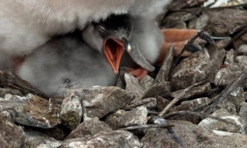 The first penguin chick of the season was born near the Akademik Vernadsky station