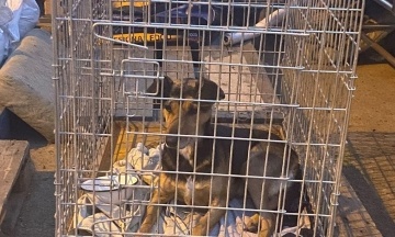 Russians hit an animal shelter in Chernihiv and a gas station in the Dnipropetrovsk region. There are casualties