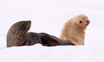 Ukrainian polar explorers show rare cream fur seal in Antarctica